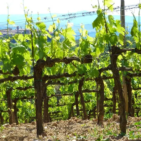 Castel Brunello *
