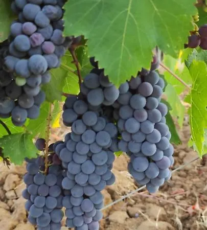شقة Castel Brunello مونتالشينو