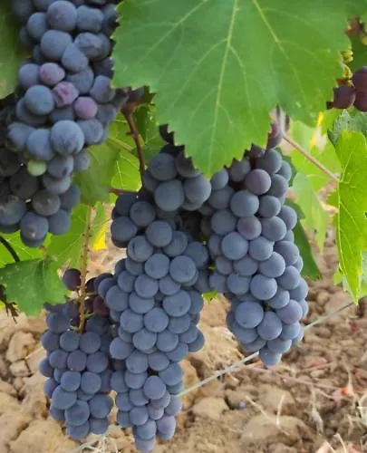 Apartamento Castel Brunello Montalcino