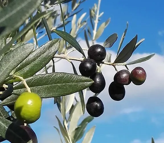 Apartamento Castel Brunello